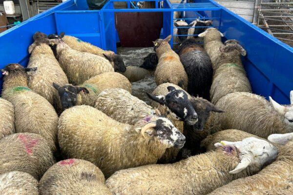 481897039_603910389286011_8771422404422026197_n